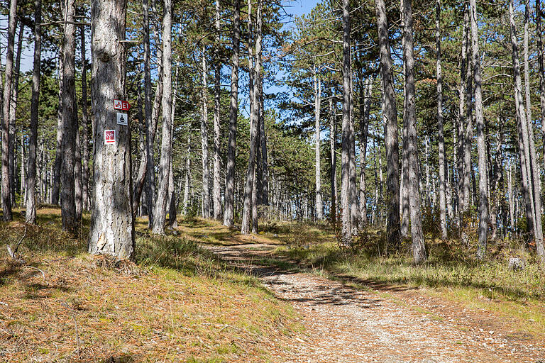 Wanderer durchkreuzen auf dem Weg E1 den größten zusammenhängende Schwarzkiefernwald Deutschlands. Wanderer durchkreuzen auf dem Weg E1 den größten zusammenhängende Schwarzkiefernwald Deutschlands.