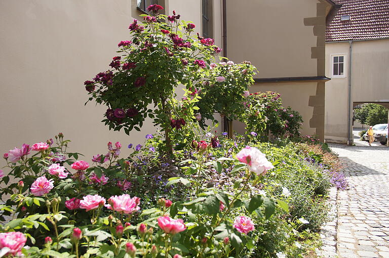 Der Bibelgarten in der Kirchenburg Euerbach zählt zu den vielfältigen Beispielen der Gartenkultur im Landkreis. Diese sollen besser miteinander vernetzt werden. Der Bibelgarten in der Kirchenburg Euerbach zählt zu den vielfältigen Beispielen der Gartenkultur im Landkreis. Diese sollen besser miteinander vernetzt werden.