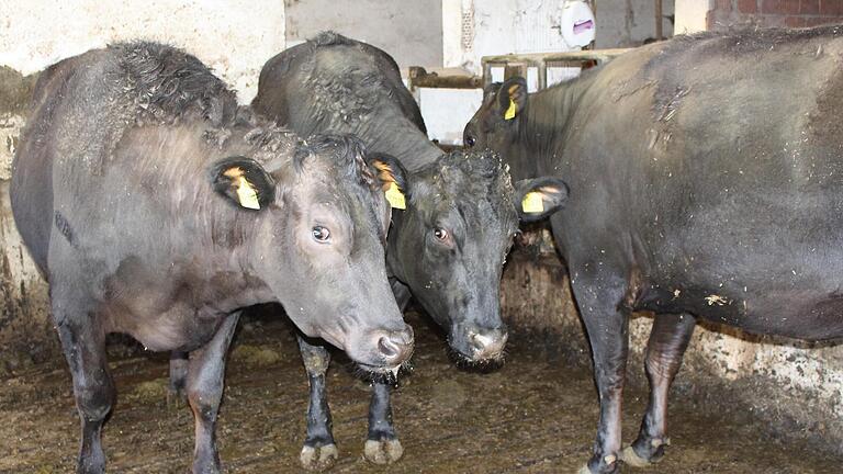 Die Wagyu-Ochsen verbringen ihr drittes Lebensjahr in der Mast. - Die Wagyu-Ochsen verbringen ihr drittes Lebensjahr in der Mast. Die Wagyu-Ochsen verbringen ihr drittes Lebensjahr in der Mast. - Die Wagyu-Ochsen verbringen ihr drittes Lebensjahr in der Mast.