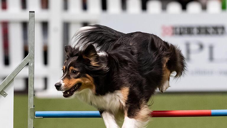 Hund beim Agility.jpg       -  Die Sprunghöhe wird beim Agility an die Größe des Hundes angepasst. Somit variiert sie zwischen 25 und 60 Zentimeter.