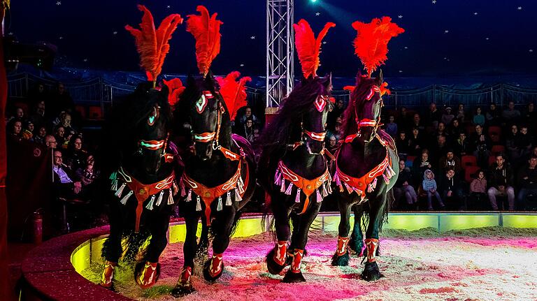 Beim Schweinfurter Weihnachtscircus 2018 waren Friesenhengste Teil der Show.