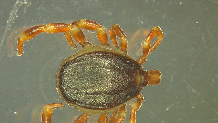 Die sogenannte Hyalomma-Zecke soll erstmals in Deutschland das Zecken-Fleckfieber übertragen haben. Foto: Marco Drehmann/Universität Hohenheim       -  Die Hyalomma Zecke wurde vermutlich von Vögeln nach Deutschland gebracht und mit ihr zwei tödliche Virusinfektionen.