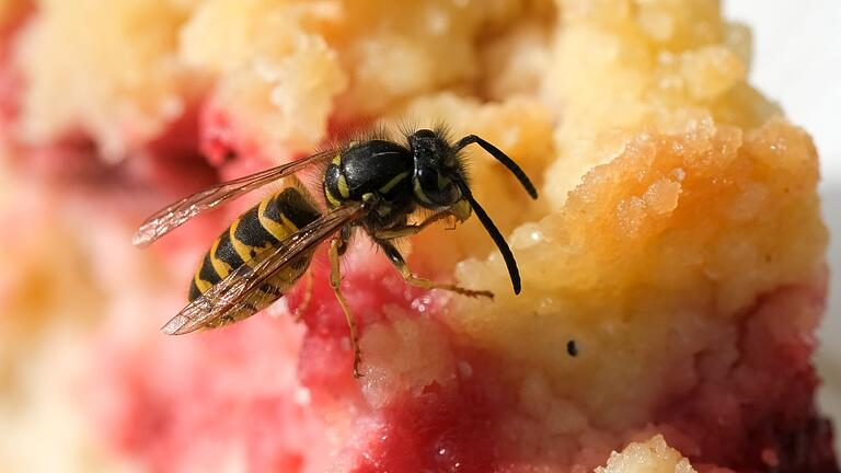 Wespe bedient sich an Kuchenstück       -  Im Spätsommer sind die Wespen besonders lästig, weil sie auf Suche nach süßer Nahrung sind.