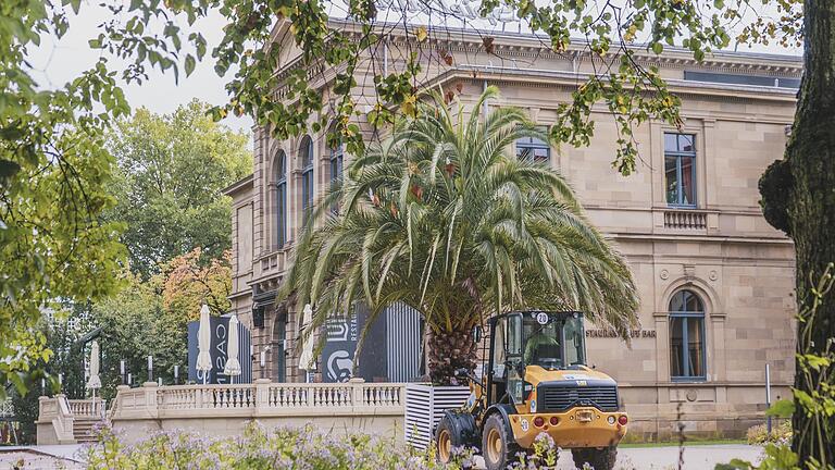 Vor dem nahenden Winter werden die Palmen zurück ins Palmenhaus gebracht.       -  Vor dem nahenden Winter werden die Palmen zurück ins Palmenhaus gebracht.