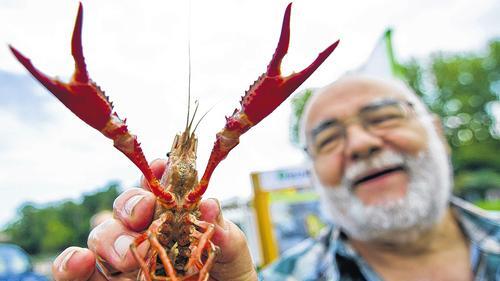 Vermutlich aus einem Aquarium ausgesetzt: Der Fischereiausbilder Wolfgang Sitter hält in Lauffen einen roten amerikanischen Sumpfkrebs in der Hand. Amerikanische Flusskrebsarten verbreiten die Krebspest und sorgen damit für ein Massensterben der heimischen Krustentiere. Vermutlich aus einem Aquarium ausgesetzt: Der Fischereiausbilder Wolfgang Sitter hält in Lauffen einen roten amerikanischen Sumpfkrebs in der Hand. Amerikanische Flusskrebsarten verbreiten die Krebspest und sorgen damit für ein Massensterben der heimischen Krustentiere.