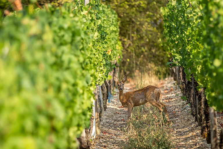 Mit ein bisschen Glück sieht man vielleicht auch das ein oder andere Reh in den Weinbergszeilen. Mit ein bisschen Glück sieht man vielleicht auch das ein oder andere Reh in den Weinbergszeilen.