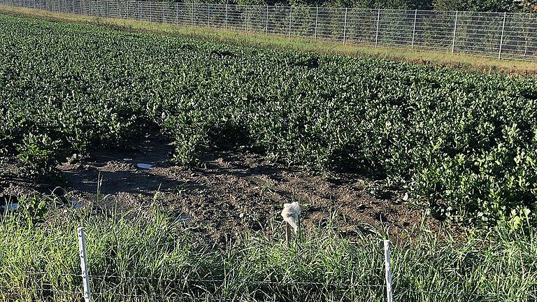 Sellerie schmeckt dem vegetarisch lebenden Biber besonders gut, wie eien kahlgefressene Stelle auf einem Feld in Richtung Albertshofen zeigt. Dort sind eindeutige Biberspuren entdeckt worden.