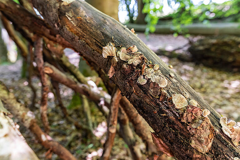 Im Handthalgrund bei Ebrach darf sich der Wald in bestimmten Bereichen seit vielen Jahren als Naturwald entwickeln. Dort wird der Wald nicht mehr forstlich genutzt, Totholz bleibt vor Ort, als Lebensraum für zahlreiche Organismen.&nbsp;