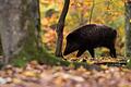 Rekordstrecke: Jäger erlegen immer mehr Wildschweine