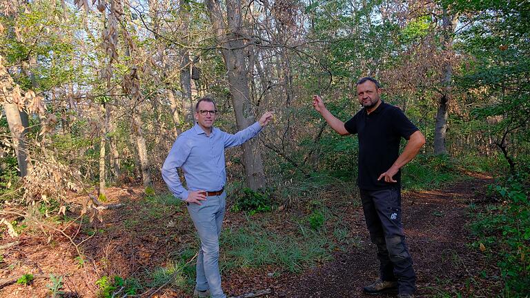 Am Kohlenberg bei Fuchsstadt bleiben auch Bürgermeister René Gerner und Förster Rainer Bräunig lieber auf dem Weg. An den abgestorbenen Buchen sind nämlich dort schon viele Äste brüchig.&nbsp;&nbsp;