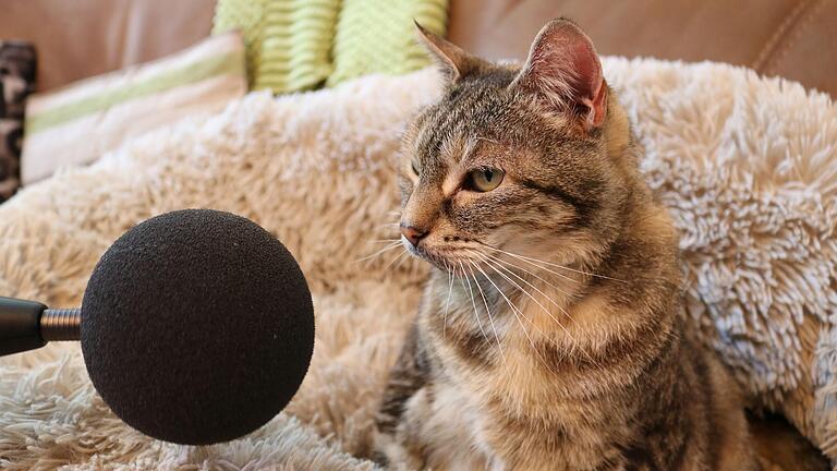 Katze Bella hat den Guinness-Weltrekord für das lauteste Schnurren einer Katze gebrochen. Das Tier aus dem englischen Huntingdon habe etwa 54,6 Dezibel geschafft, heißt es von der Guinnessbuch-Redaktion.