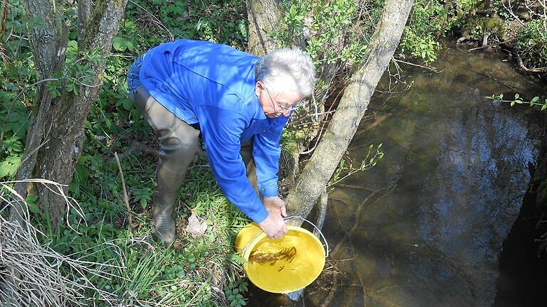 Behutsam setzt Michael Seitz die kleinen Elritzen in den Haselbach bei Langenberg. Das Gewässer soll weiter renaturiert werden.