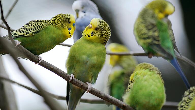 Die Rathausmitarbeiter versorgten den Vogel mit einem Gläschen Wasser und einem Salatblatt. (Symbolbild)