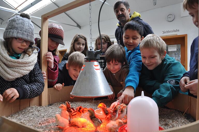 Kleine Küken wie diese gibt es am Samstag und Sonntag bei der Kükenschau in der Ausstellungshalle des Geflügelzuchtvereins Ibind und Umgebung in Hofheim zu bestaunen (Archivfoto). Kleine Küken wie diese gibt es am Samstag und Sonntag bei der Kükenschau in der Ausstellungshalle des Geflügelzuchtvereins Ibind und Umgebung in Hofheim zu bestaunen (Archivfoto).