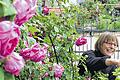 Von Rosen umrankt: Mit Freude steht Karin Dürr inmitten ihrer dornigen Lieblingsblumen und zupft an alten Blättern und Blüten.