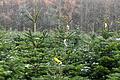Winterliche Stimmung auf der Plantage von Manfred und Stefan Fuß bei Aura im Sinngrund (Lkr. Main-Spessart). Die Christbaum-Produzenten freuen sich in diesem Jahr über eine große Nachfrage.