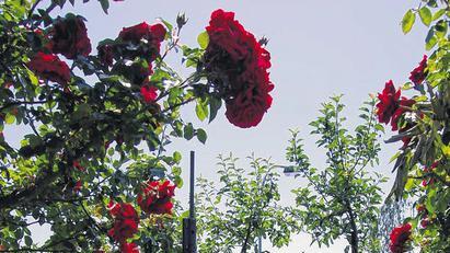 Rosen wohin man blickt &ndash; selbst rund um das Apfelspalier.