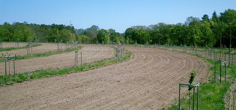 Eine Kombination aus Agroforst und Keyline Design ist dieser Acker mit Obstbaumstreifen, angepasst an die Kontur des Geländes.