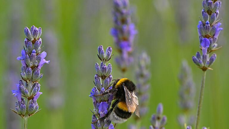 Lavendel mit einer Hummel       -  Eine Hummel sucht Nektar an Lavendelblüten auf einem Feld.