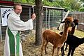 Diese Kamele passen schon fast durch ein Nadelöhr: Diakon Joachim Werb bei der Alpaka-Segnung.