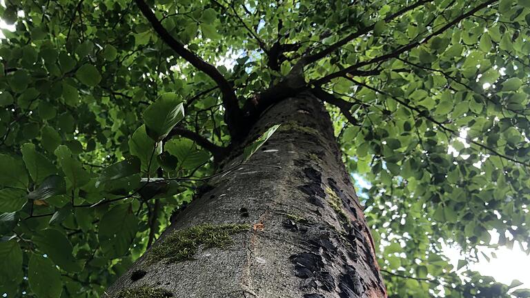 Diese Buche ist von Schleimfluss befallen. Ein Todesurteil für den Baum.