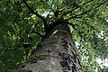 Diese Buche ist von Schleimfluss befallen. Ein Todesurteil für den Baum.
