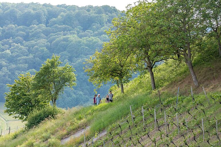 Die Tour trägt das Qualitätssiegel 'Wege zum Wein'. Dabei handelt es sich um Routen, die den Weinberg zu Fuß erlebbar machen.&nbsp;