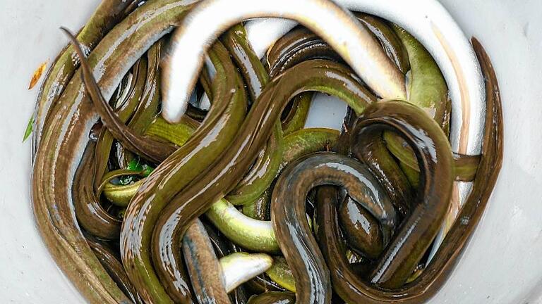 Auch im Main bei Sulzfeld wurden Aale gefangen. Sie werden im Rhein ausgesetzt, damit sie zu ihren Laichplätzen in der Sargassosee, östlich von Florida, schwimmen können.