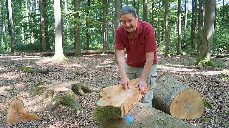 Der Ebracher Forstbetriebsleiter Ulrich Mergner zeigt eine der Scheiben, die für Untersuchungen der TU München aus einem Buchenstamm gesägt wurden. Die äußersten Zellen sind erst in den letzten Jahren entstanden, die innersten sind rund 200 Jahre alt.