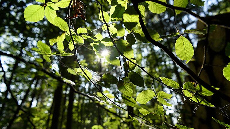 Bäume und Wälder sind enorm wichtig fürs Klima, gerade in immer heißer werdenden Städten wie Schweinfurt, wo sie im Sommer zur Abkühlung beitragen.