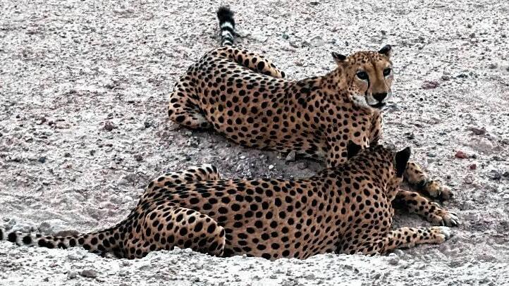 Die Geparden Gibs und Gabriel sind als Selbstversorger auf Sir Bani Yas unterwegs.