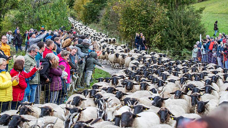 Weideabtrieb in Ginolfs: Über 1500 Tiere bahnten sich ihren Weg von den Rhönwiesen ins Tal nach Ginolfs. Weideabtrieb in Ginolfs: Über 1500 Tiere bahnten sich ihren Weg von den Rhönwiesen ins Tal nach Ginolfs.