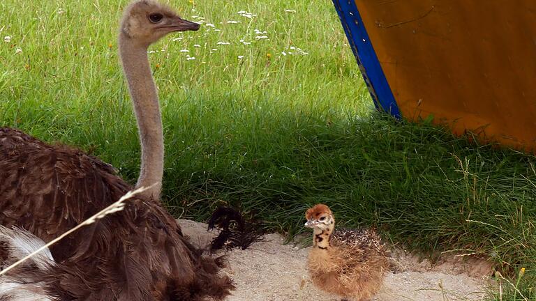 Die Henne Emilie und ihr frisch geborenes Küken. Es ist das erste Straußenbaby der Straußenfarm, das von seinen Eltern über eine Brutzeit von 42 Tagen selbst ausgebrütet wurde. Die Henne Emilie und ihr frisch geborenes Küken. Es ist das erste Straußenbaby der Straußenfarm, das von seinen Eltern über eine Brutzeit von 42 Tagen selbst ausgebrütet wurde.