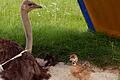 Die Henne Emilie und ihr frisch geborenes Küken. Es ist das erste Straußenbaby der Straußenfarm, das von seinen Eltern über eine Brutzeit von 42 Tagen selbst ausgebrütet wurde.