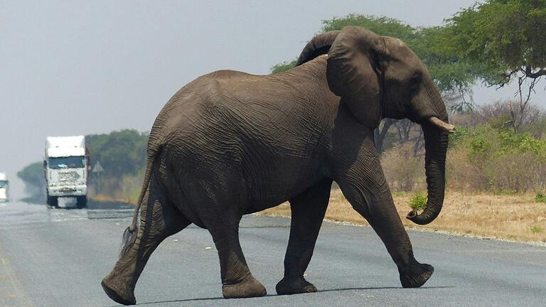 Vorfahrt für Elefanten. Im menschenleeren Botswana gibt es einige Regionen mit vielen Dickhäutern.