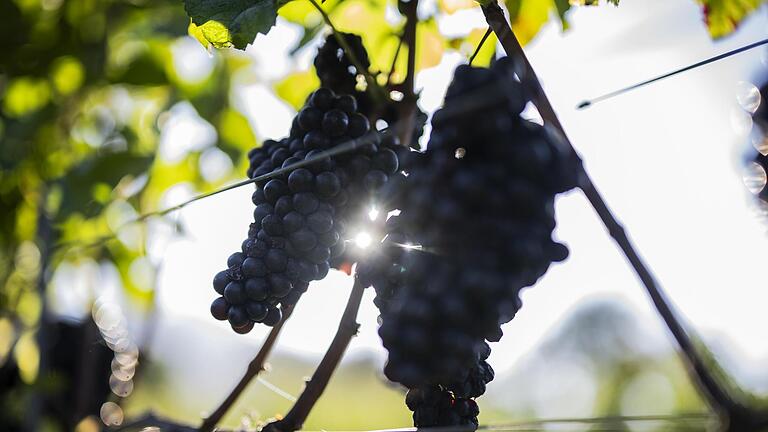 Der Klimawandel führt auch zu einer Veränderung bei den Winzern.       -  Der Klimawandel führt auch zu einer Veränderung bei den Winzern.