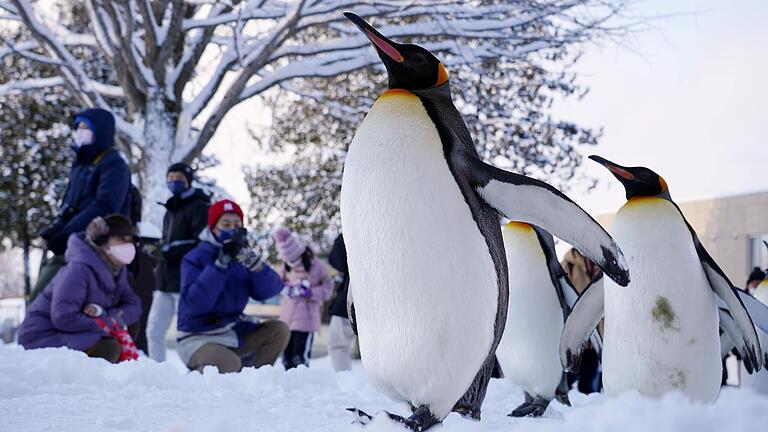 Königspinguine spazieren über einen verschneiten Weg in einem japanischen Zoo (Symbolfoto). Der Mensch kann sich von den Tieren durchaus etwas abgucken, vor allem den sicheren Gang auf Schnee und Eis.