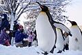 Königspinguine spazieren über einen verschneiten Weg in einem japanischen Zoo (Symbolfoto). Der Mensch kann sich von den Tieren durchaus etwas abgucken, vor allem den sicheren Gang auf Schnee und Eis.