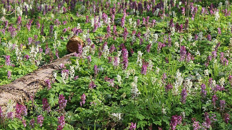 Voll in Blüte: Hohler Lerchensporn im Schlosspark von Werneck im Landkreis Schweinfurt.