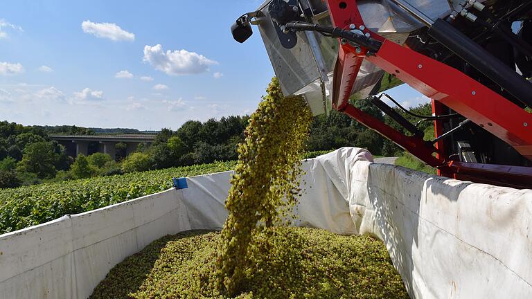 Weinlese heute: Wo es möglich ist, kommt auch bei der GWF der Vollernter zum Einsatz.