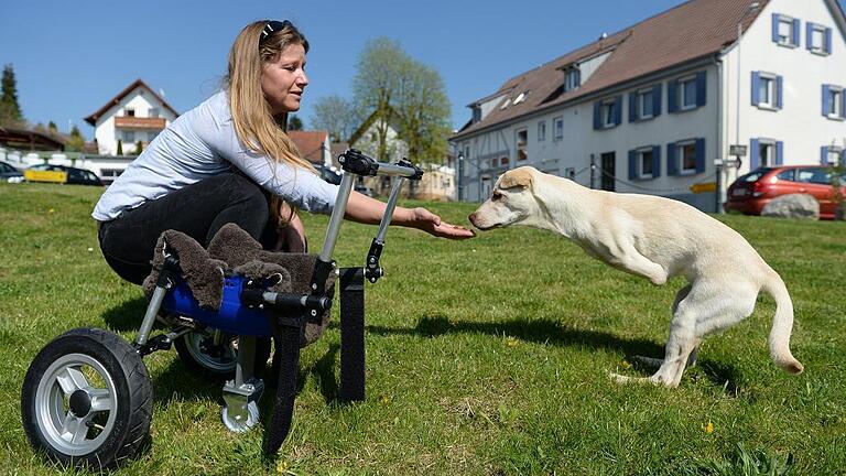 Laufwagen für behinderte Mischlingsdame Luisa - Hunde-Rollstuhl: Hundebesitzerin Petra Rapp gibt in Riedhausen (Baden-Württemberg) ihrer behinderte Mischlingsdame Luisa eine Leckerei, während Luisa auf den Hinterläufen vor ihrem Laufwagen steht. Der Hundemischling hat von Geburt an keine Vorderläufe. Um der Hündin die Fortbewegung zu erleichtern, hat ihre Familie in Riedhausen bei Ravensburg etwas für sie einen Rollstuhl aus dem 3D-Drucker erfunden. Laufwagen für behinderte Mischlingsdame Luisa - Hunde-Rollstuhl: Hundebesitzerin Petra Rapp gibt in Riedhausen (Baden-Württemberg) ihrer behinderte Mischlingsdame Luisa eine Leckerei, während Luisa auf den Hinterläufen vor ihrem Laufwagen steht. Der Hundemischling hat von Geburt an keine Vorderläufe. Um der Hündin die Fortbewegung zu erleichtern, hat ihre Familie in Riedhausen bei Ravensburg etwas für sie einen Rollstuhl aus dem 3D-Drucker erfunden.
