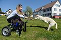 Laufwagen für behinderte Mischlingsdame Luisa       -  Hunde-Rollstuhl:  Hundebesitzerin Petra Rapp gibt in Riedhausen (Baden-Württemberg) ihrer behinderte Mischlingsdame Luisa eine Leckerei, während Luisa auf den Hinterläufen vor ihrem Laufwagen steht. Der Hundemischling hat von Geburt an keine Vorderläufe. Um der Hündin die Fortbewegung zu erleichtern, hat ihre Familie in Riedhausen bei Ravensburg etwas für sie einen Rollstuhl aus dem 3D-Drucker erfunden.