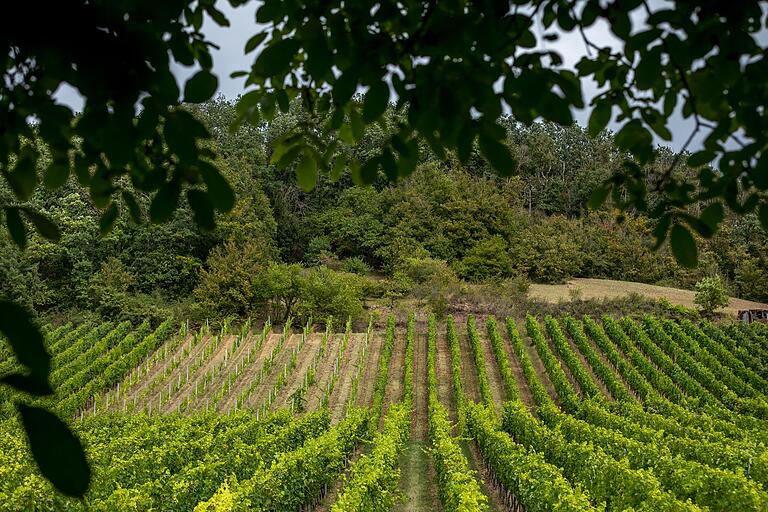 Unterwegs auf dem Abt-Degen-Steig ausgehend von Zeil am Main im Landkreis Haßberge: Charakteristisch auf der Tour sind die Weinberge. Unterwegs auf dem Abt-Degen-Steig ausgehend von Zeil am Main im Landkreis Haßberge: Charakteristisch auf der Tour sind die Weinberge.
