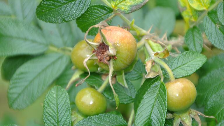 Groß und nahrhaft: Die Früchte der Kartoffelrose. Groß und nahrhaft: Die Früchte der Kartoffelrose.