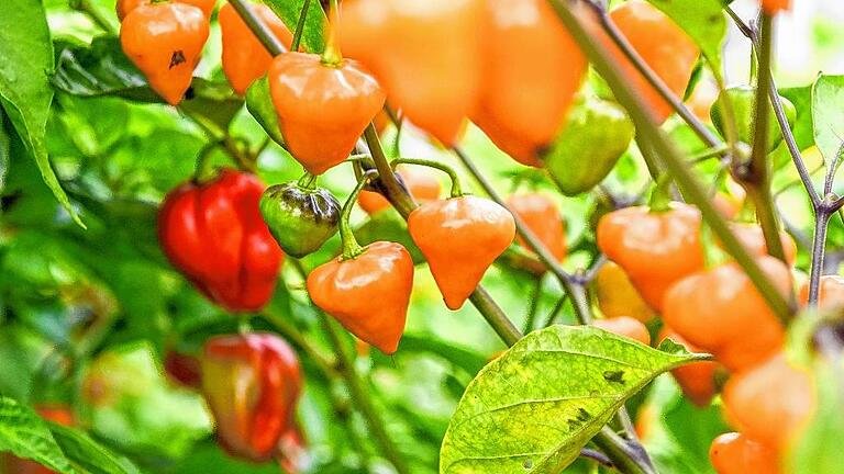 Herzig: die Habanero &bdquo;Orange Lantern&ldquo;.