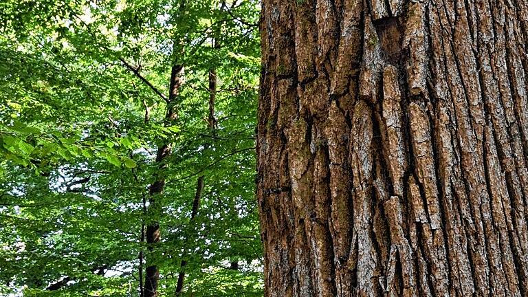 Die Eiche und der Spessart: Das Umweltministerium in München hat Vertretern des Spessartbundes bei einem Gespräch zugesagt, dass in einem möglichen Nationalpark im Spessart gezielt darauf hingewirkt werden könnte, dass die Charakterbaumart nicht verschwindet.