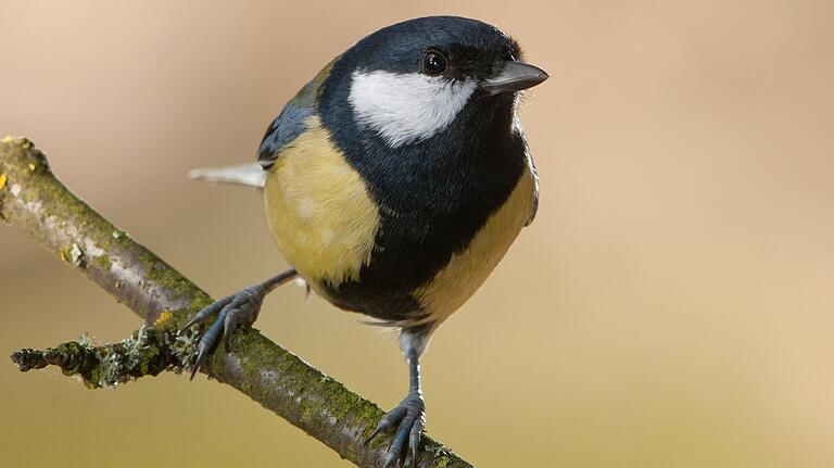 Nestbrüter wie die Kohlmeise ernähren sich in der Brutzeit hauptsächlich von Spinnen und Insekten. Doch das Insektensterben&nbsp;nimmt durch den Klimawandel zu.