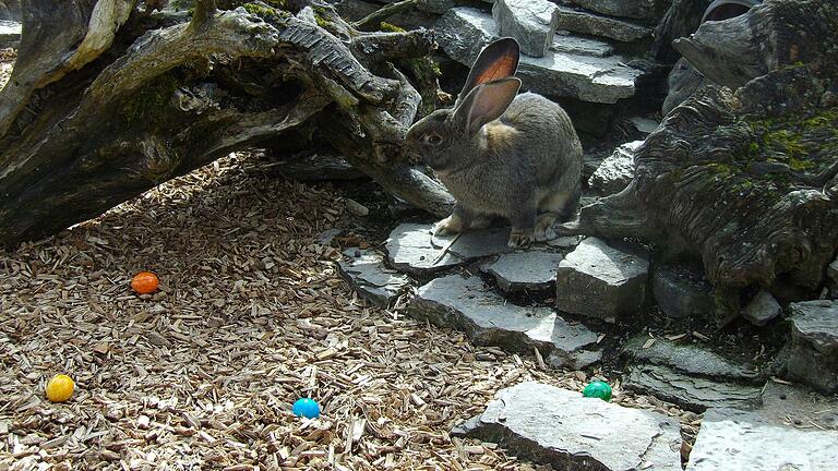 Am Ostersonntag kommt der Osterhase traditionell in den Wild-Park Klaushof. Am Ostersonntag kommt der Osterhase traditionell in den Wild-Park Klaushof.