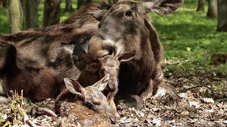 Überraschung im Wildpark: Elchkuh Daya hat Zwillinge zur Welt gebracht. Die Bilder entstanden weniger als zwei Stunden nach der Geburt.