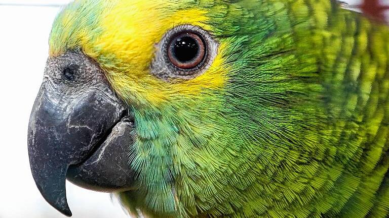 Auch Exoten sind bei der Vogelausstellung zu sehen.